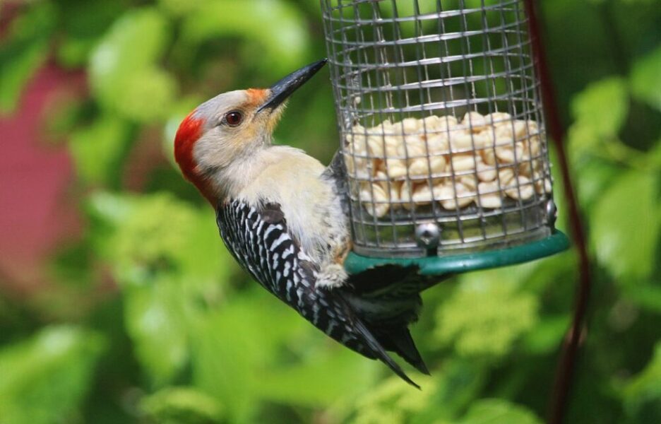 red-bellied_woodpecker_birdsflock-com-common-backyard-birds-in-ontario-e1638494039629-1190439