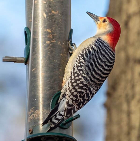red-bellied_woodpecker_-2145822