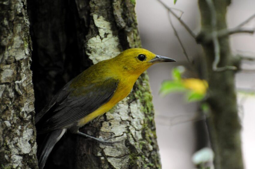 prothonotary-warbler-bird-7431781