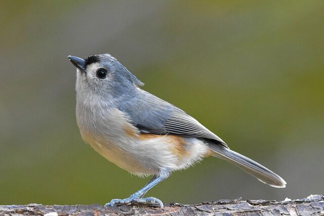 tufted-titmouse-5716457_640-9697122