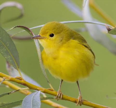 yellow-warbler-4958122