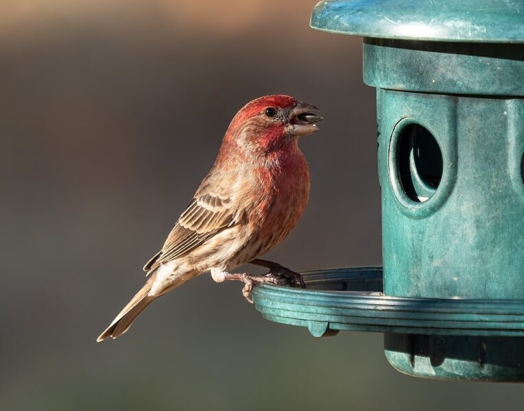 1024px-house_finch-2377867