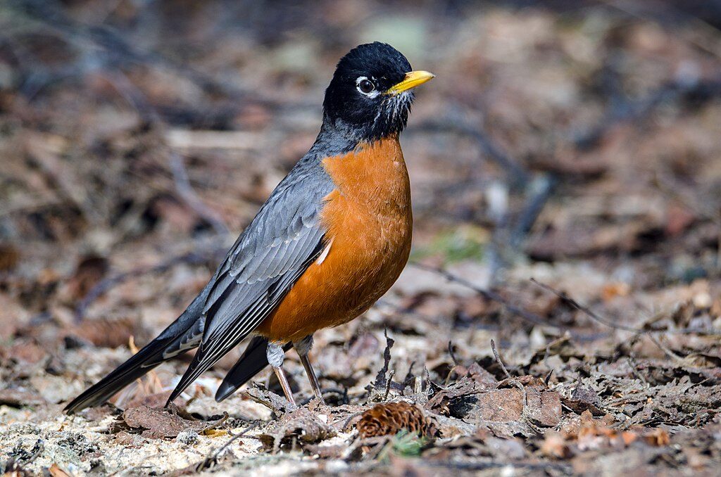 america-robin-birdsflock-com-backyard-birds-in-ontario-1602215