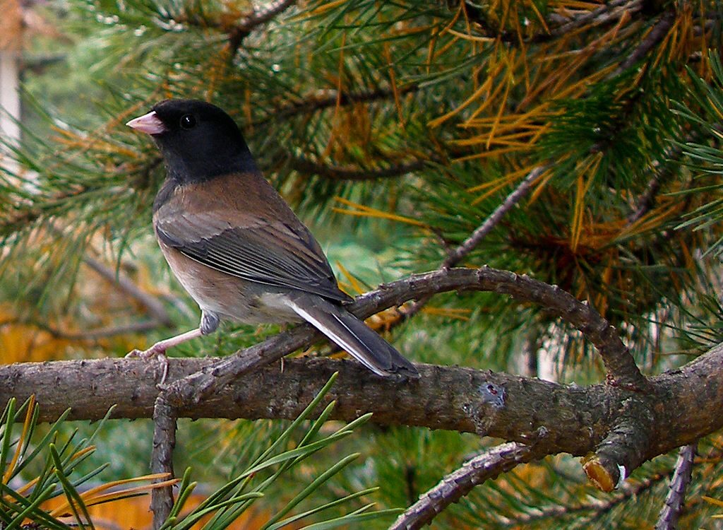 dark-eyed_junco-birdsflock-com-common-backyard-birds-in-ontario-7707292