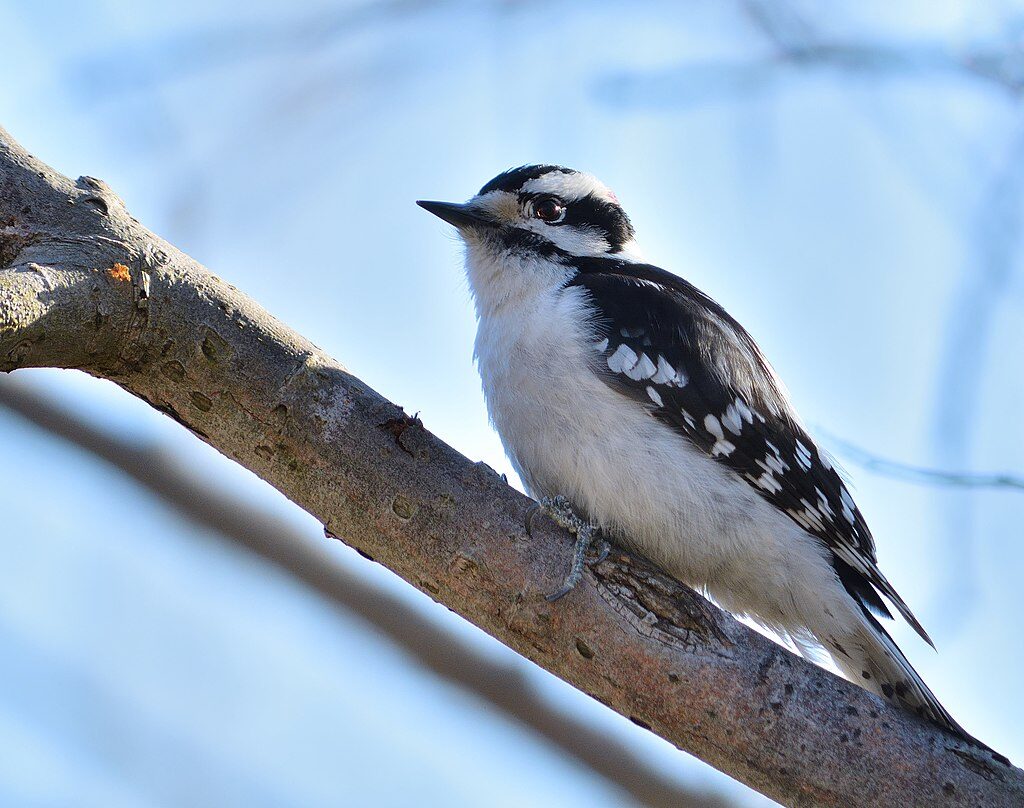 downy-woodpecker-birdsflock-com-common-backyard-birds-in-ontario-9325086