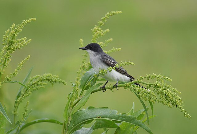 eastern_kingbird-birdsflock-com-common-backyard-birds-in-ontario-2265163