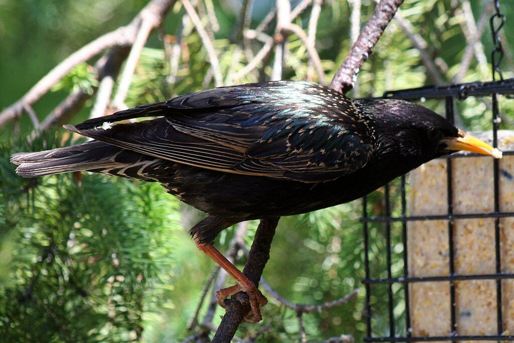 european_starling-birdsflock-com-common-backyard-birds-in-ontario-5642723