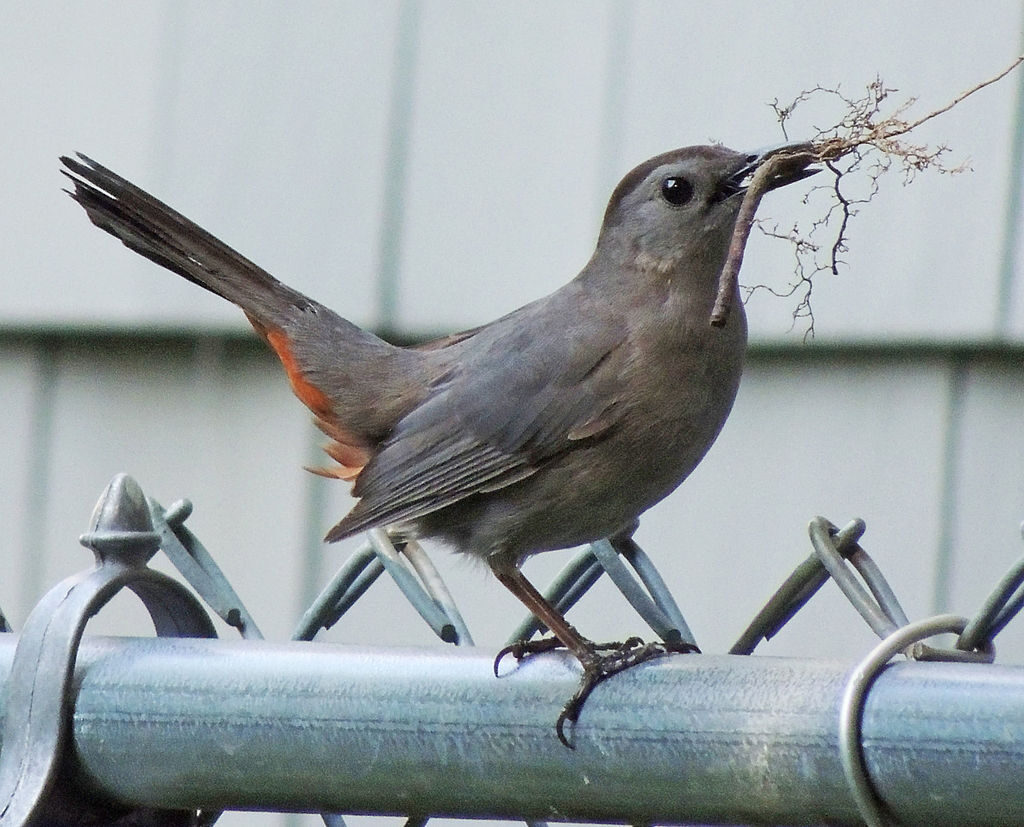 grey_catbird-birdsflock-com-common-backyard-birds-in-ontario-7306782
