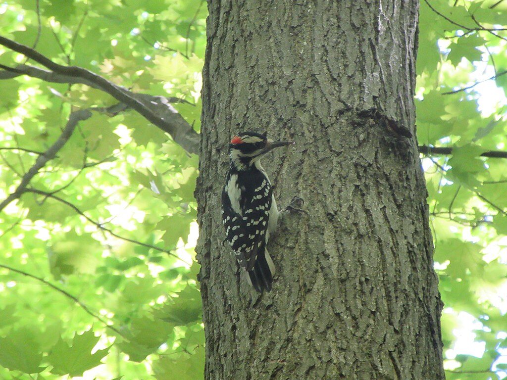 hairy_woodpecker-birdsflock-com-common-backyard-birds-in-ontario-1-9946851