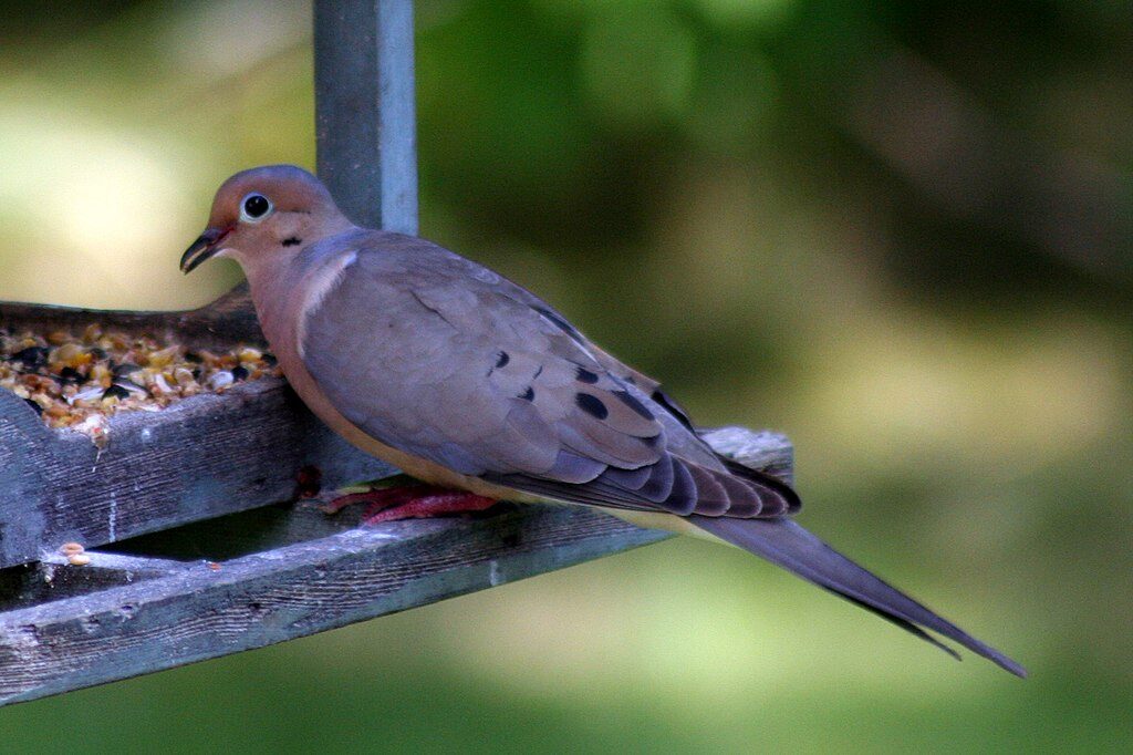 mourning-dove-birdsflock-com-common-backyard-birds-in-ontario-4090842