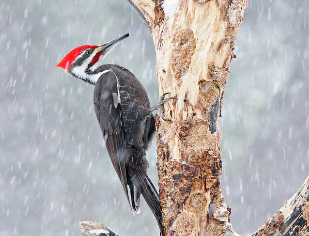 pileated-woodpecker-in-virginia-birdsflock-e1638458393249-6342808