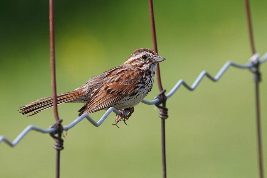 song-sparrow-birdsflock-com-common-backyard-birds-in-ontario-3525335