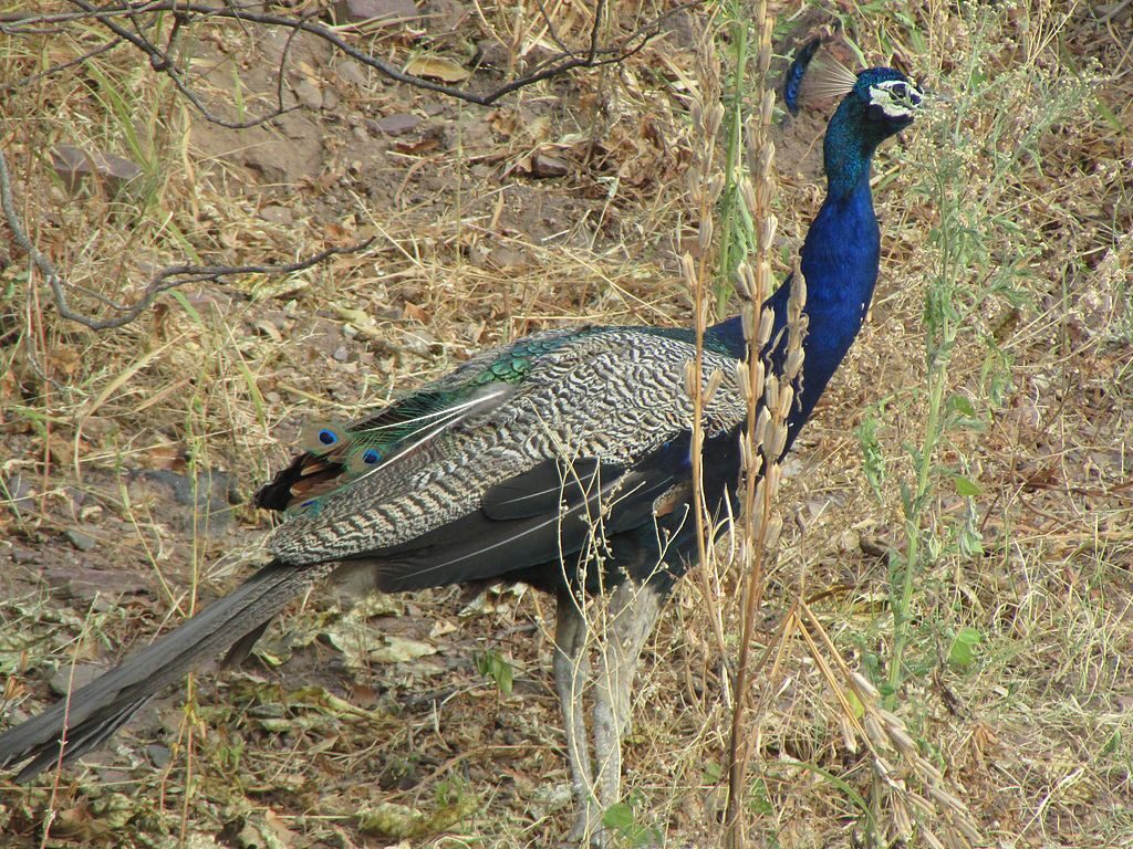 wild_peacock_-birdsflock-com-common-backyard-birds-in-ontario-4899163