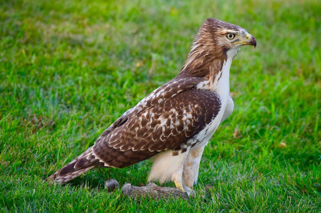 red-tailed-hawk-g680a94e8b_1280-1024x682-9566372