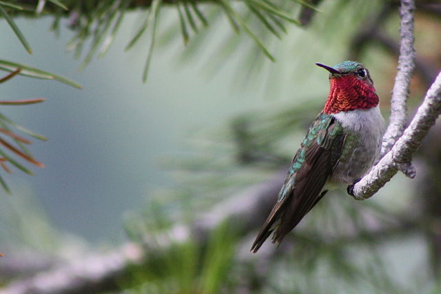 broad-tailed_hummingbird-5726856