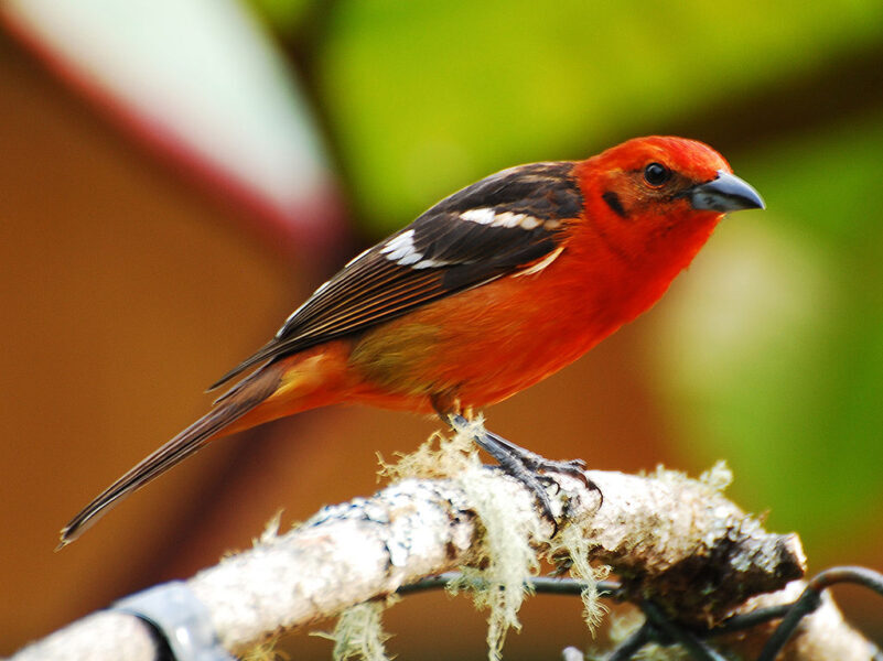 flame-colored_tanager_birdsflock-com-red-birds-in-texas-6628624