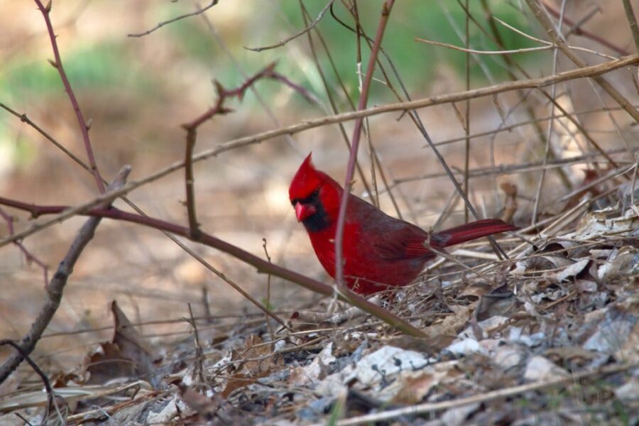 nothern_cardinal_redbird_birdsflock-com-red-birds-in-texas-8402477
