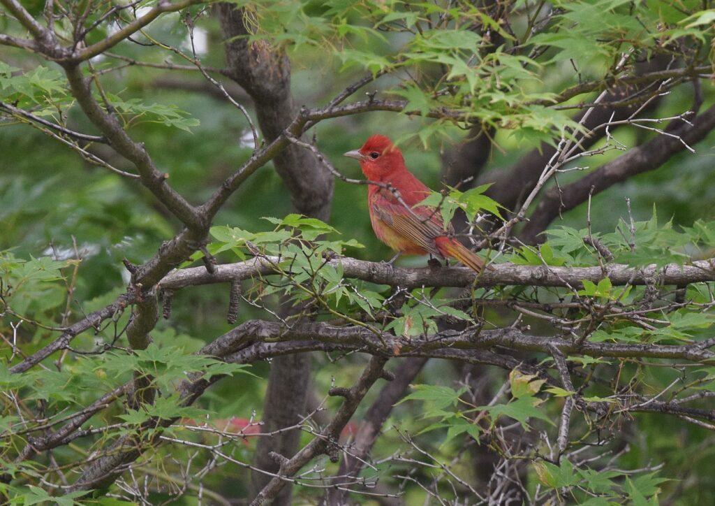 summer_tanager-birdsflock-com-red-birds-in-texas-e1638452620881-1024x724-7310273