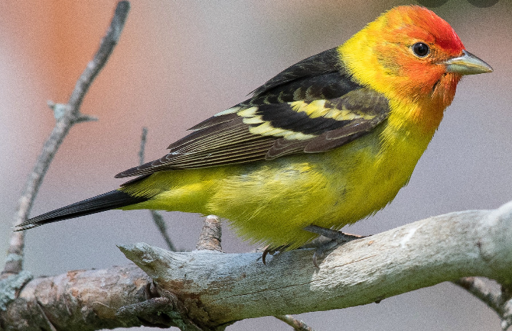 western-tanager-3686298