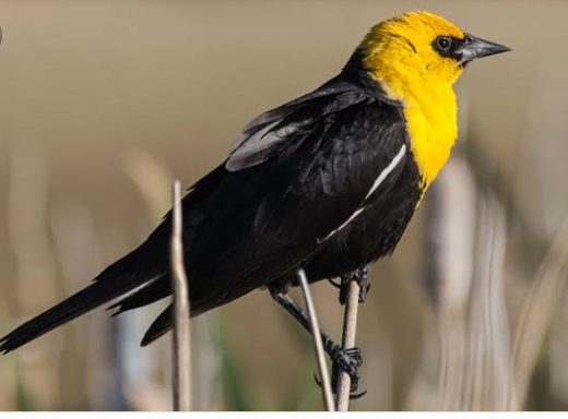 yellow-headed-black-bird-2559472