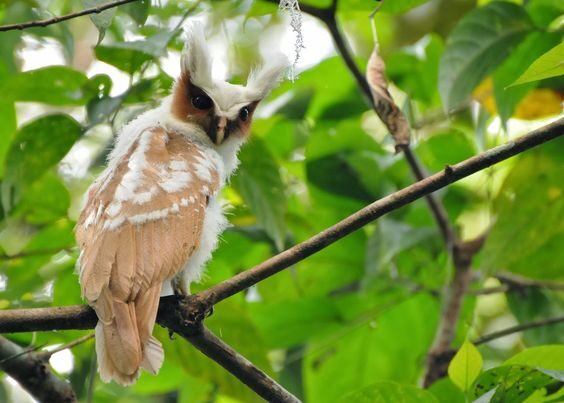 crested-owl-8341082