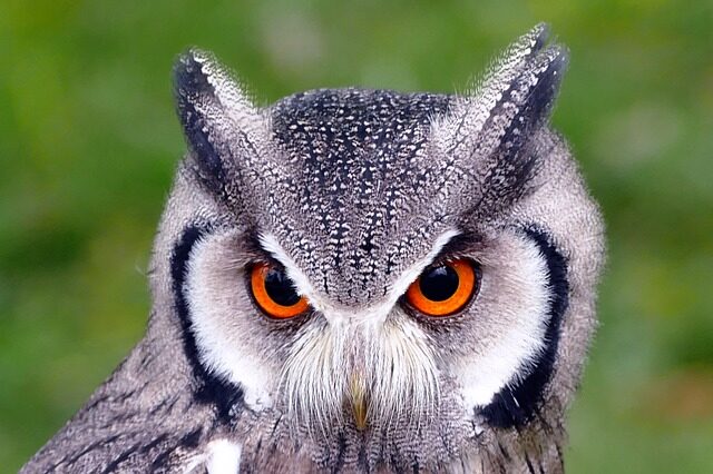 southern-white-faced-owl-g53d581aa4_640-3279424