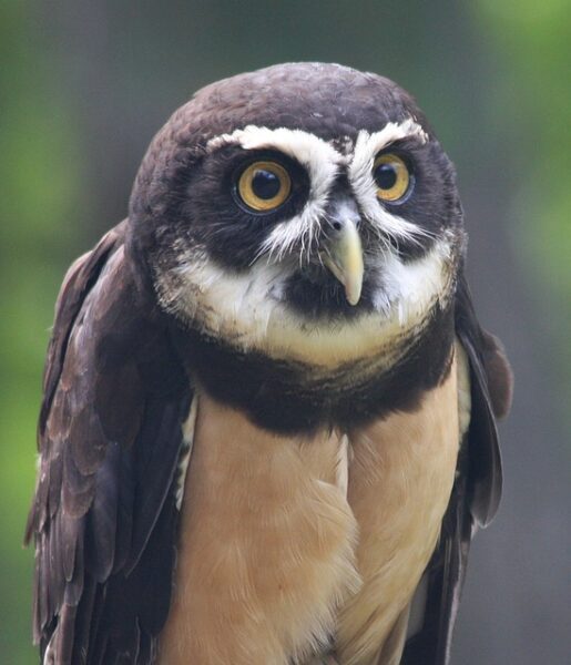 spectacled-owl-g044447a3c_640-7224947