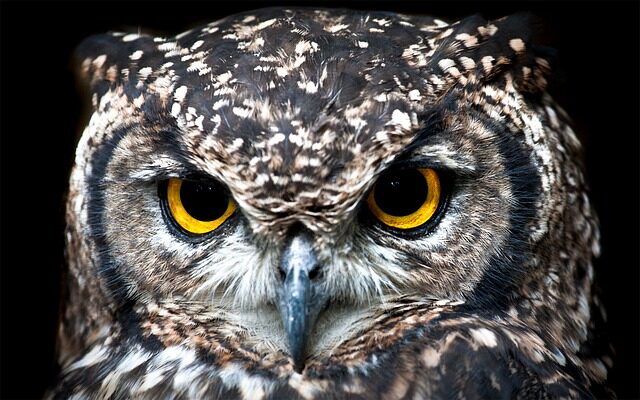 spotted-eagle-owl-gcfad90935_640-5859076
