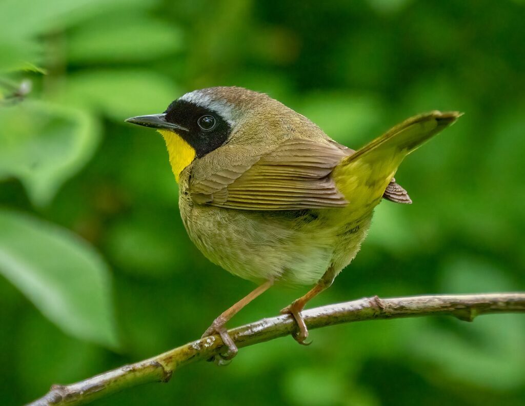 common-yellowthroat-birdsflock-com-yellow-birds-in-colorado-1024x792-4418651