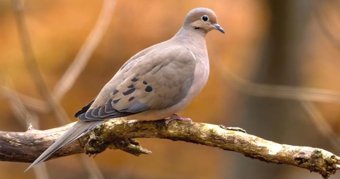 Mourning Dove