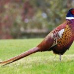 10 Most Common Backyard Birds In South Dakota