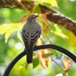 Most Beautiful Backyard Birds Colorado