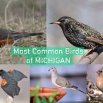 Most Beautiful Backyard Birds In Michigan