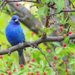 Top 20 Most Beautiful Backyard Birds in Colorado