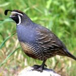 Top 20 Most Common Backyard Birds in Utah