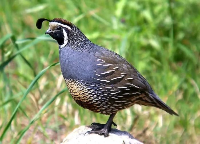 Top 20 Most Common Backyard Birds in Utah