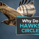 why-do-hawks-circle-3